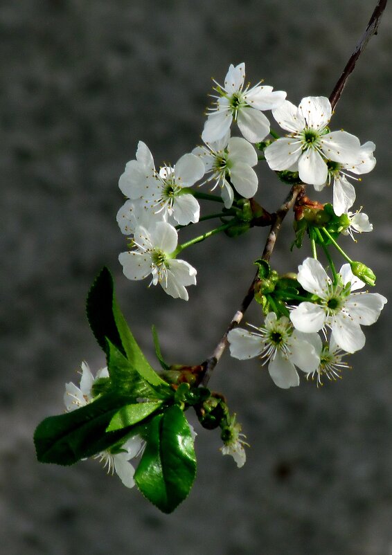 Весна - Роман Савоцкий