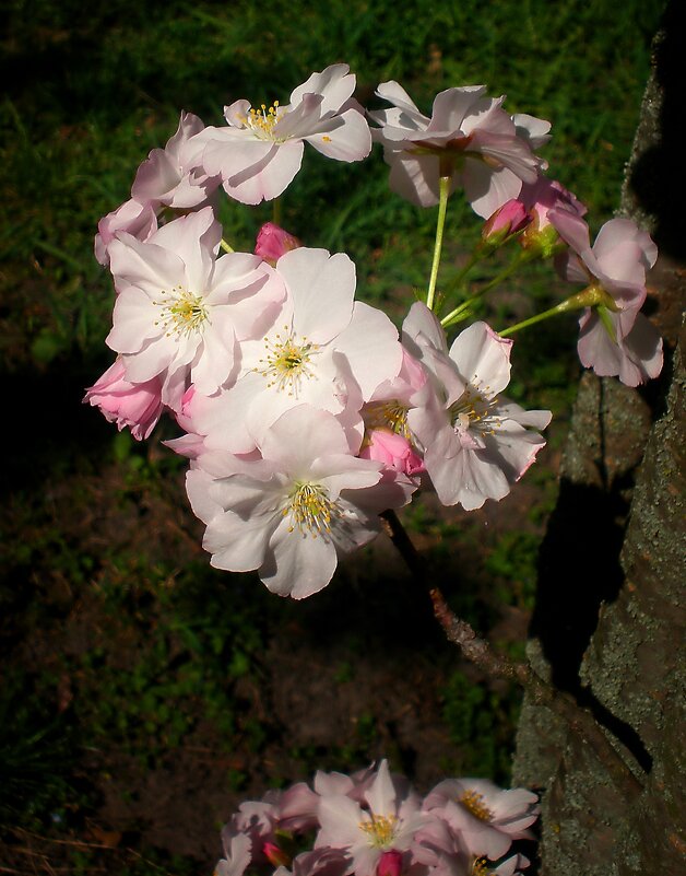 Весна - Роман Савоцкий