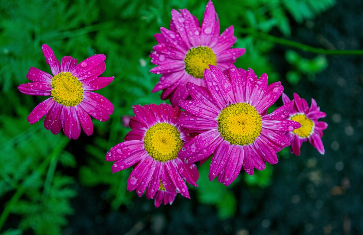 После дождя - Петр 