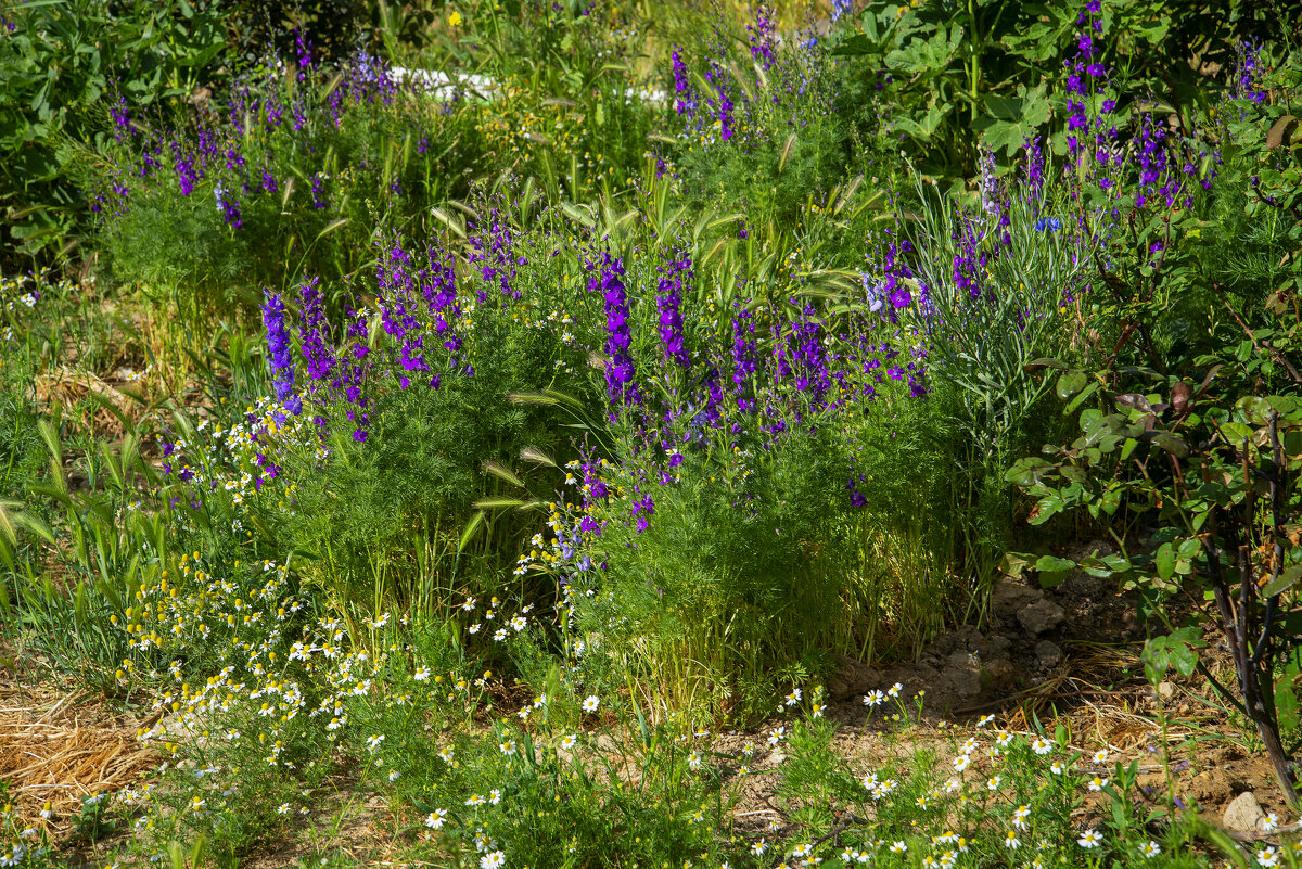 Заросли - Анатолий Чикчирный
