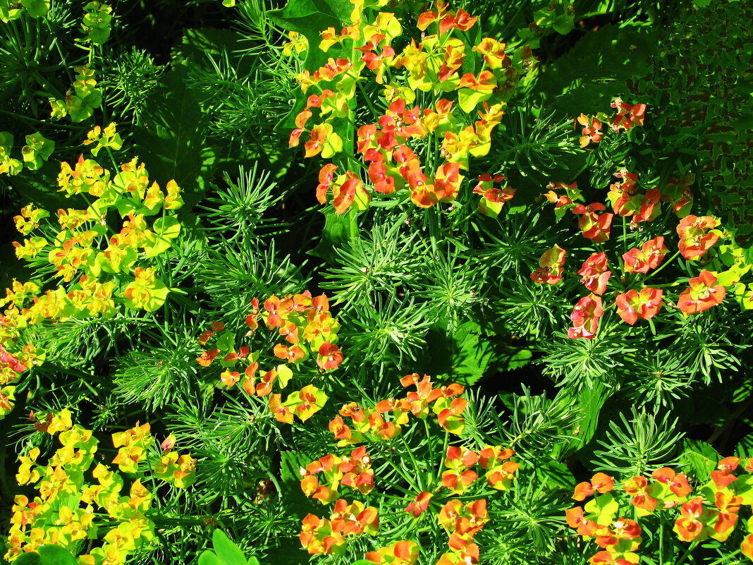 Молочай кипарисовый - Людмила Смородинская