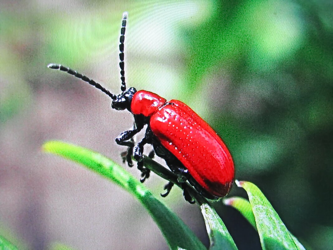 Жук пожарник - Людмила Смородинская