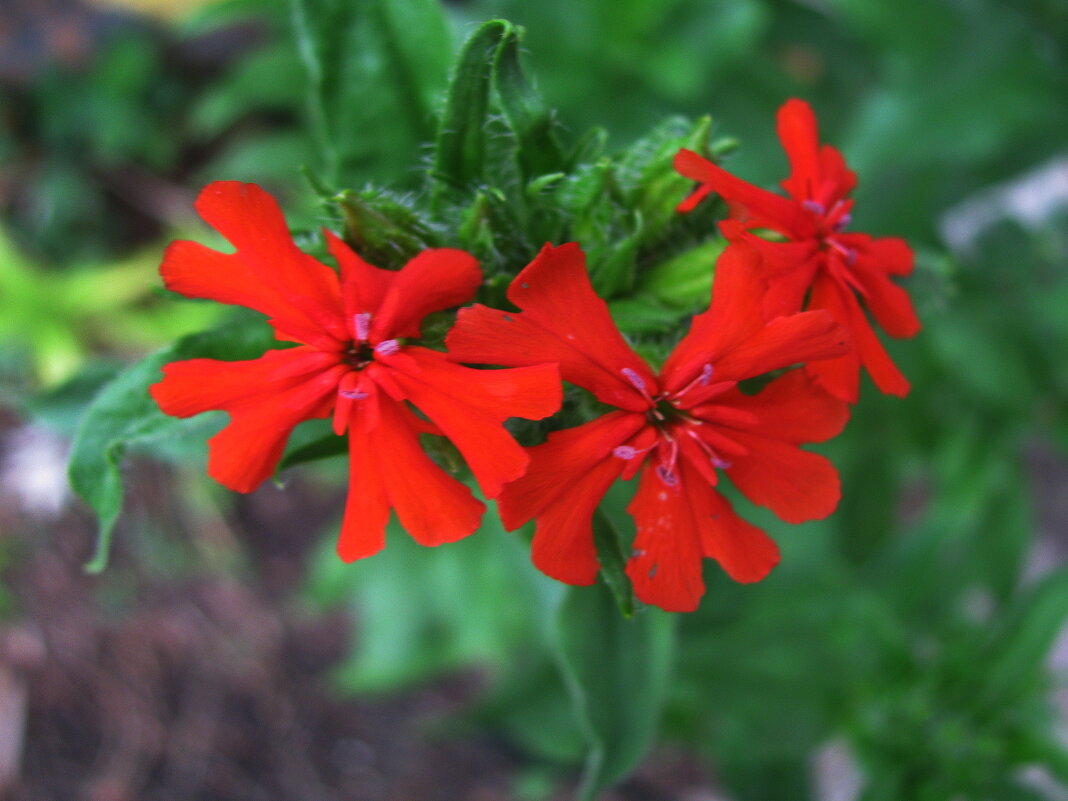 Лихнис зацветает - Людмила Смородинская Лихнис зацветает - Людмила Смородинская
