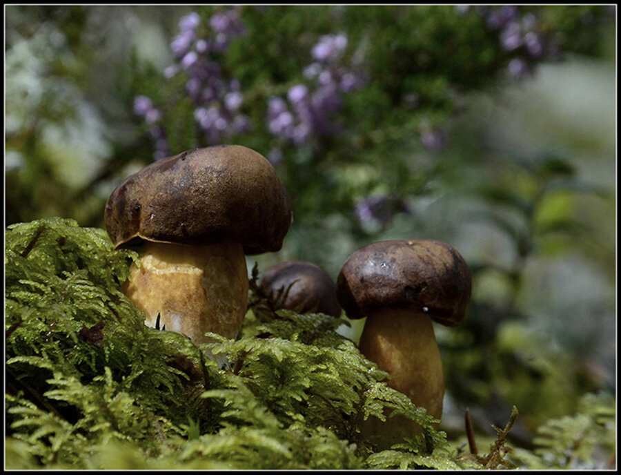 Поддубник - Aleksandr Gal Поддубник - Aleksandr Gal