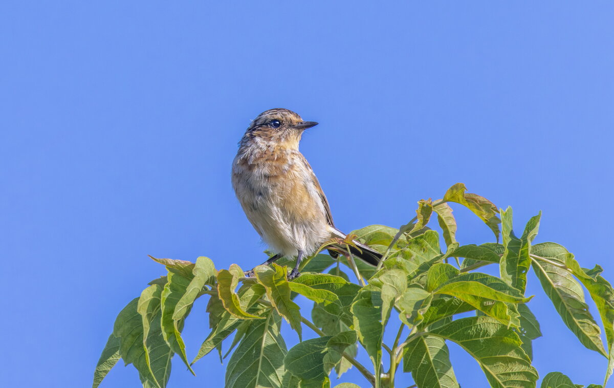 . - юрий макаров . - юрий макаров