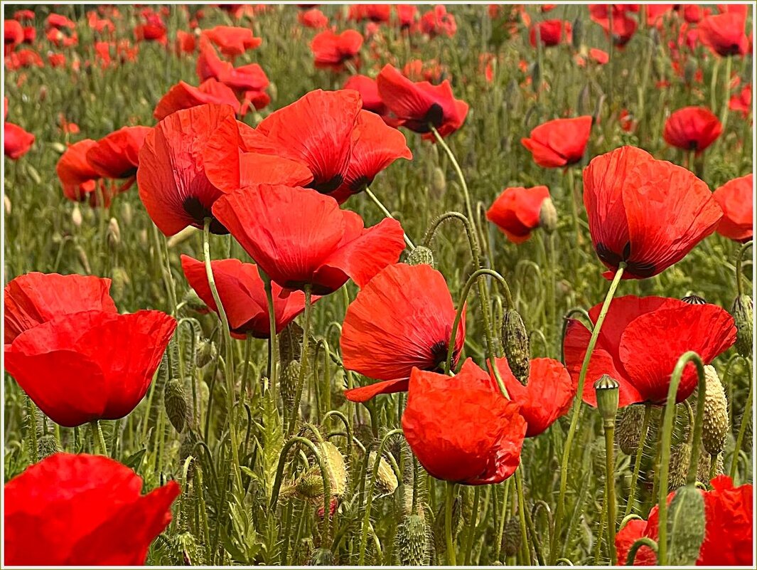 Ветер. - Валерия Комова Ветер. - Валерия Комова