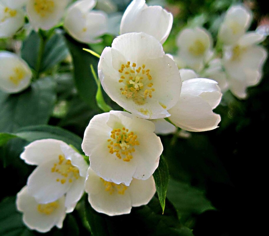 Жасмин - Елена Семигина