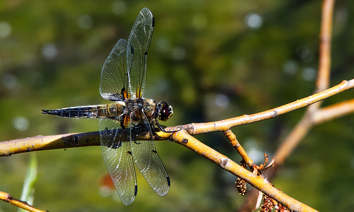 *** - Владимир Безбородов *** - Владимир Безбородов