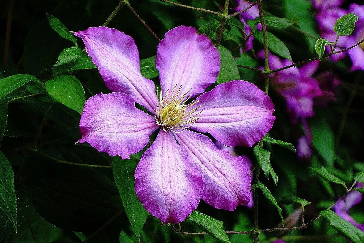 Клематис - Рита Симонова