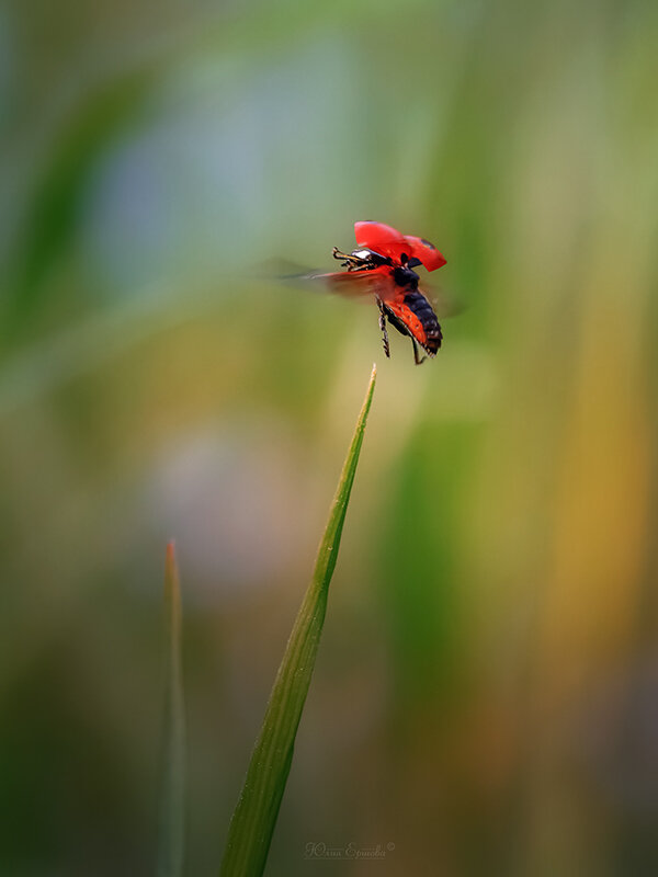 Полёт - Юлия Ершова Полёт - Юлия Ершова