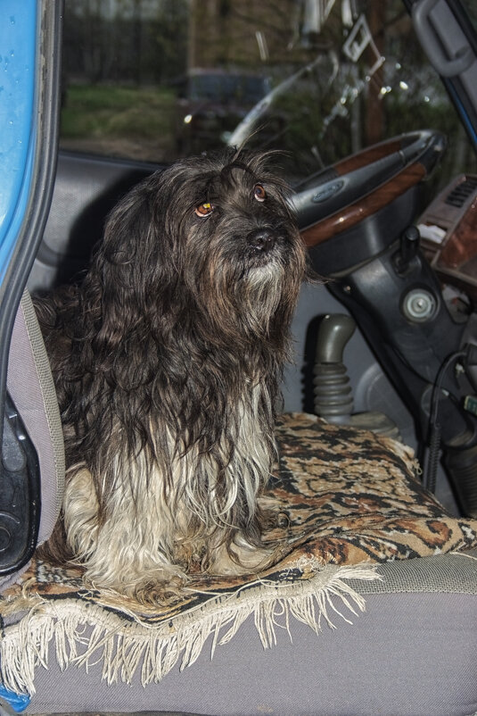 Ждем водителя - Джованни Луче