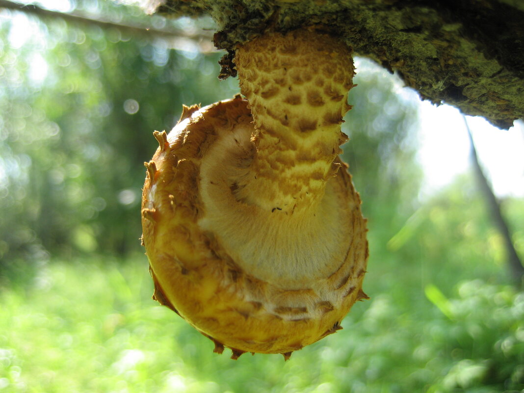 Чешуйчатка - Anna Ivanova Чешуйчатка - Anna Ivanova