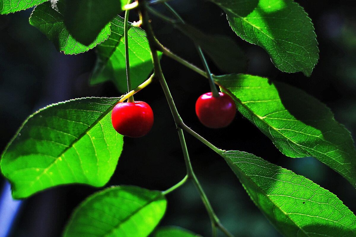 Кислые, но симпатичные - Юрий Гайворонскiий