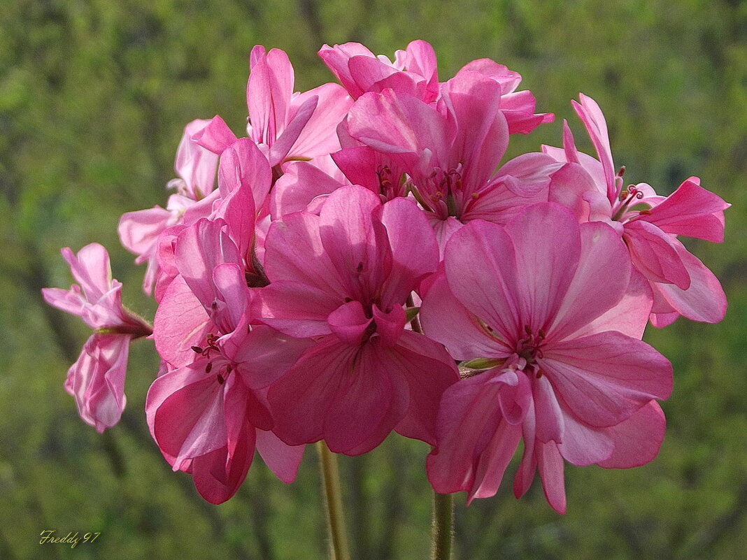 Герань - Freddy 97 Герань - Freddy 97