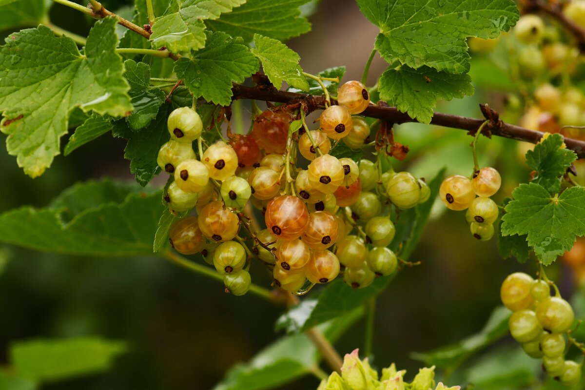 Белая смородина - Юрий. Шмаков