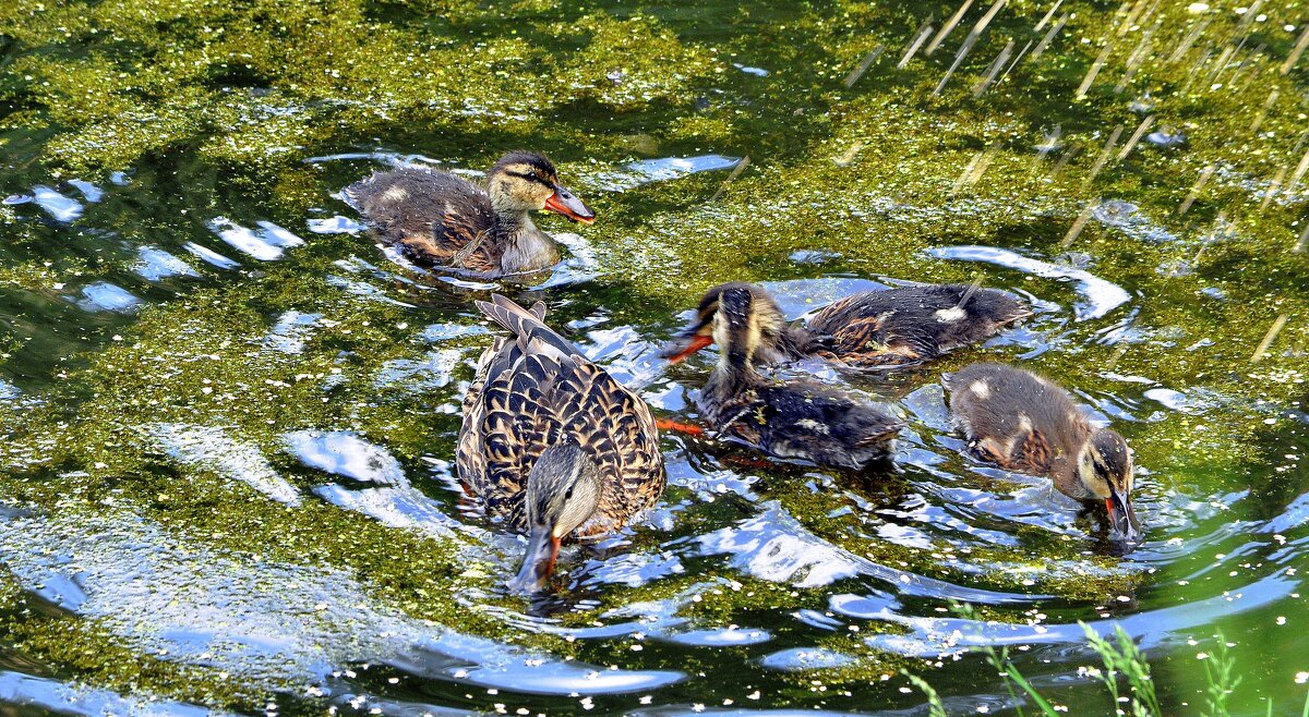Учеба добывания пищи. - Анатолий Анищик Учеба добывания пищи. - Анатолий Анищик