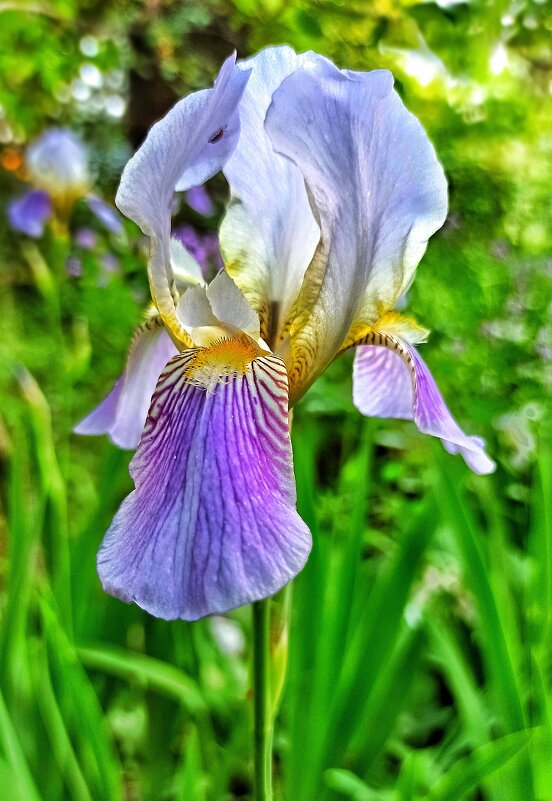 Фантастический красавец! - veilins veilins