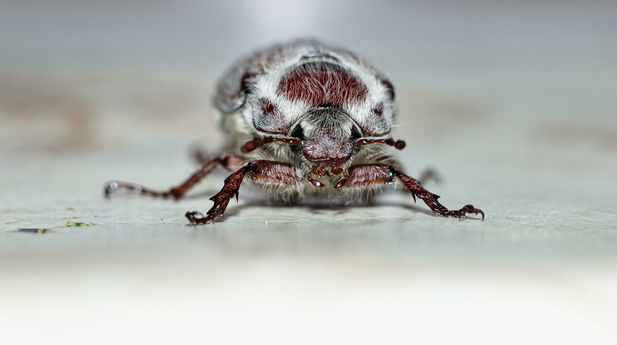 May Bug | 3 - Sergey Sonvar May Bug | 3 - Sergey Sonvar