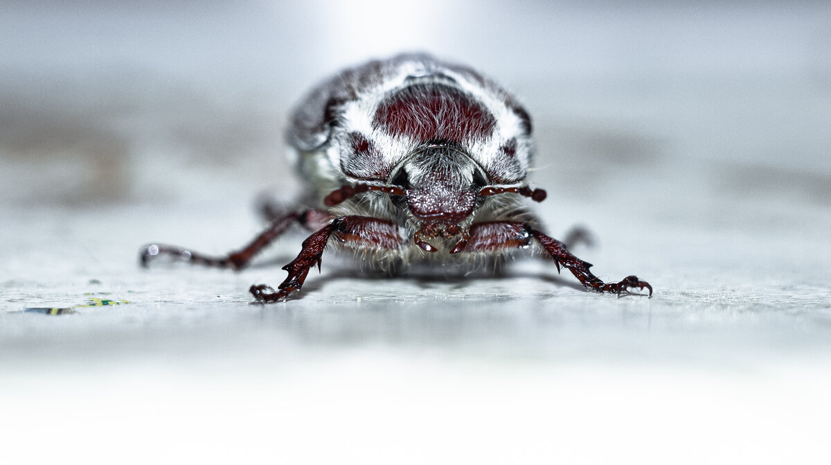 May Bug | 5 - Sergey Sonvar May Bug | 5 - Sergey Sonvar