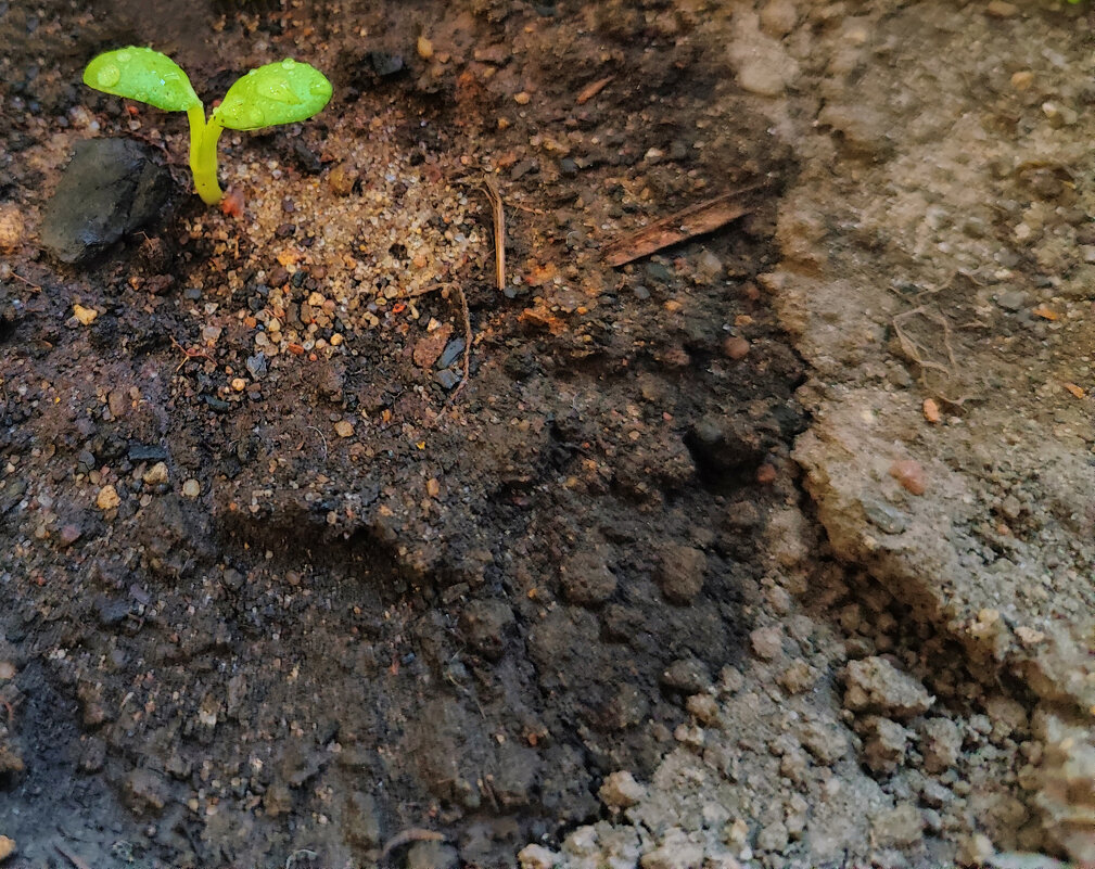 Новая жизнь - Денис Бочкарёв