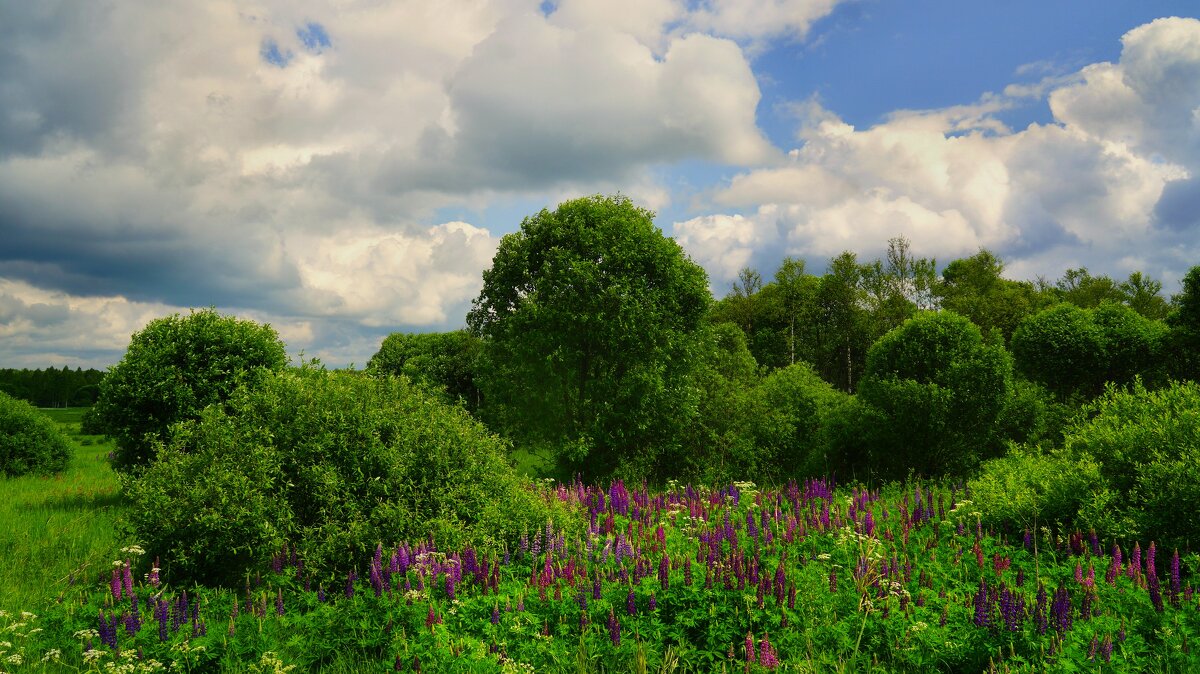 Цветущая долина - Наталья Лакомова
