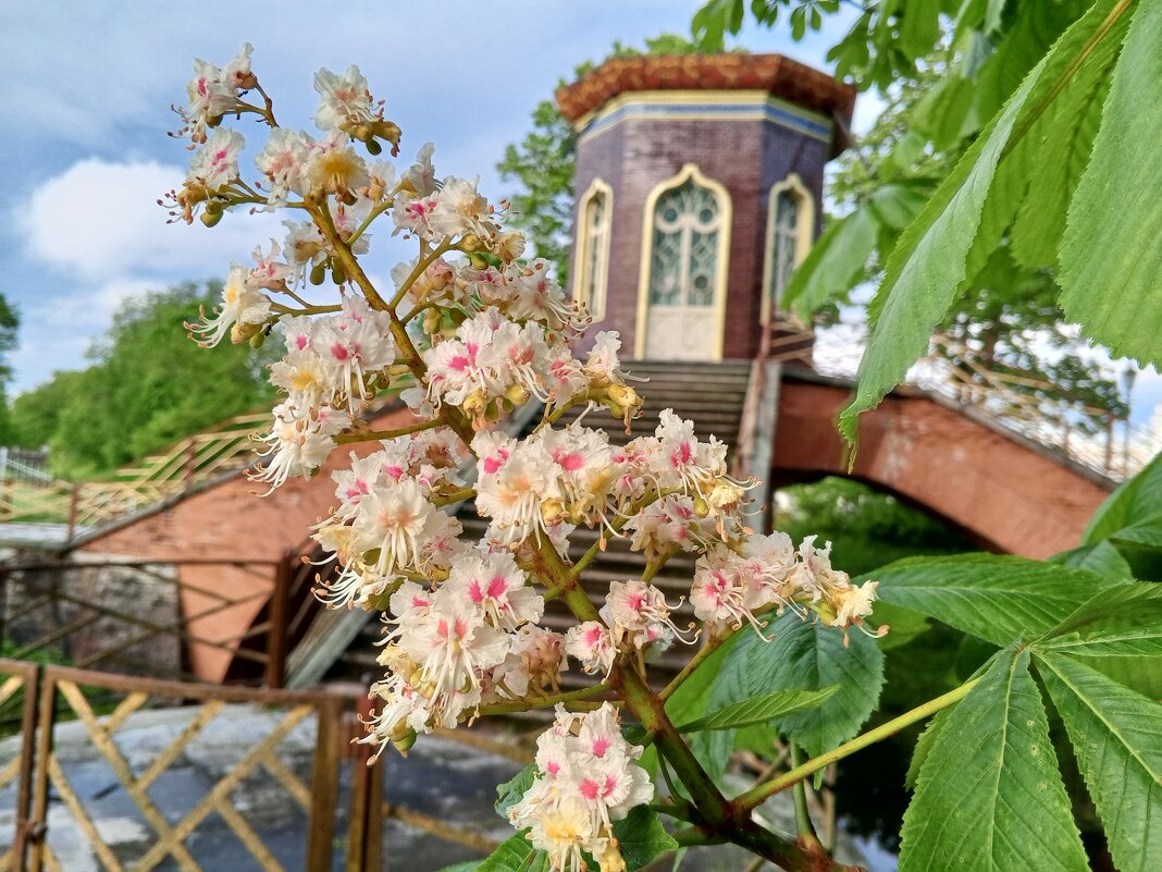 Каштан - Сапсан 