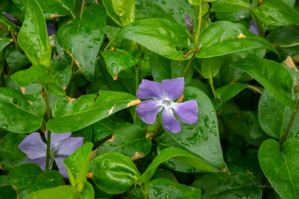 Барвинок... - Николай Гирш Барвинок... - Николай Гирш