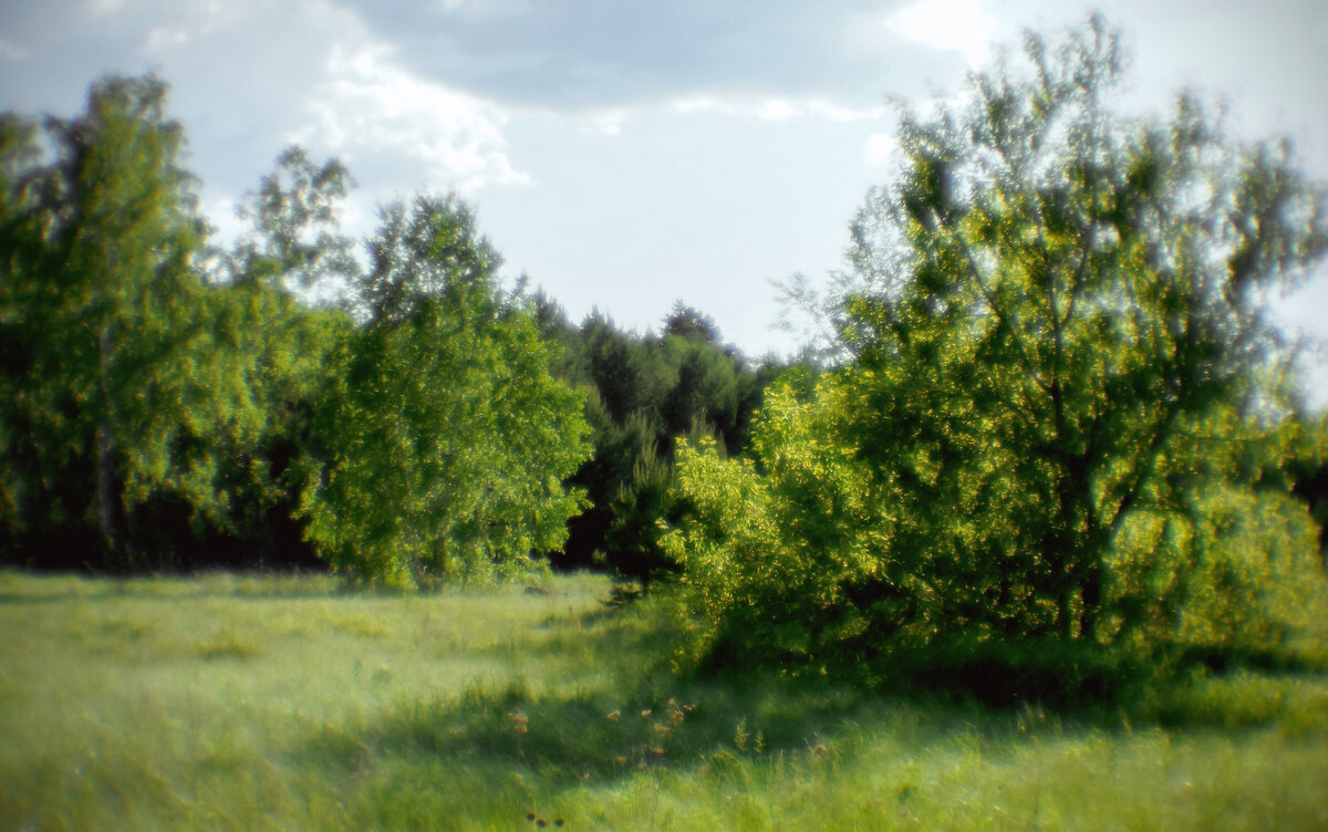 Начало лета в лесах Чернолучья - Сергей Царёв Начало лета в лесах Чернолучья - Сергей Царёв