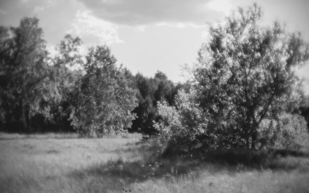 Начало лета в лесах Чернолучья (чб) - Сергей Царёв Начало лета в лесах Чернолучья (чб) - Сергей Царёв