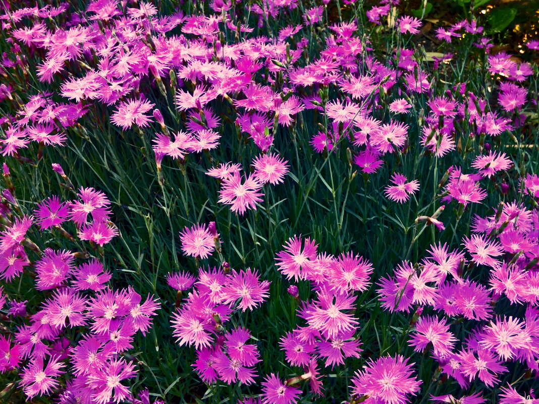 Летние этюды 21 - Алексей Кузнецов