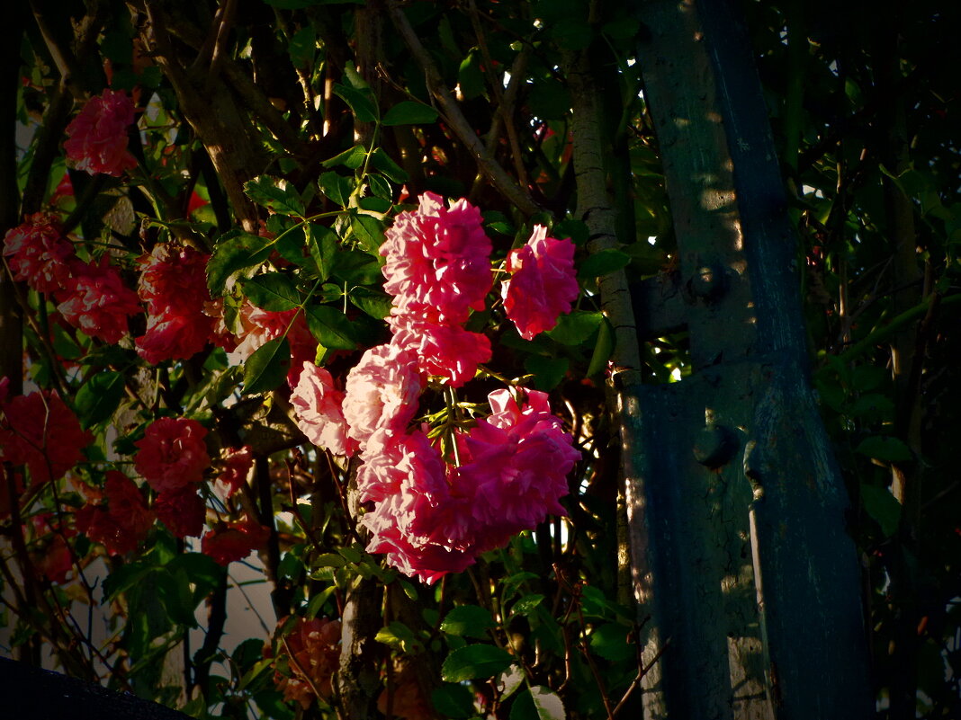 Летние этюды 25 - Алексей Кузнецов