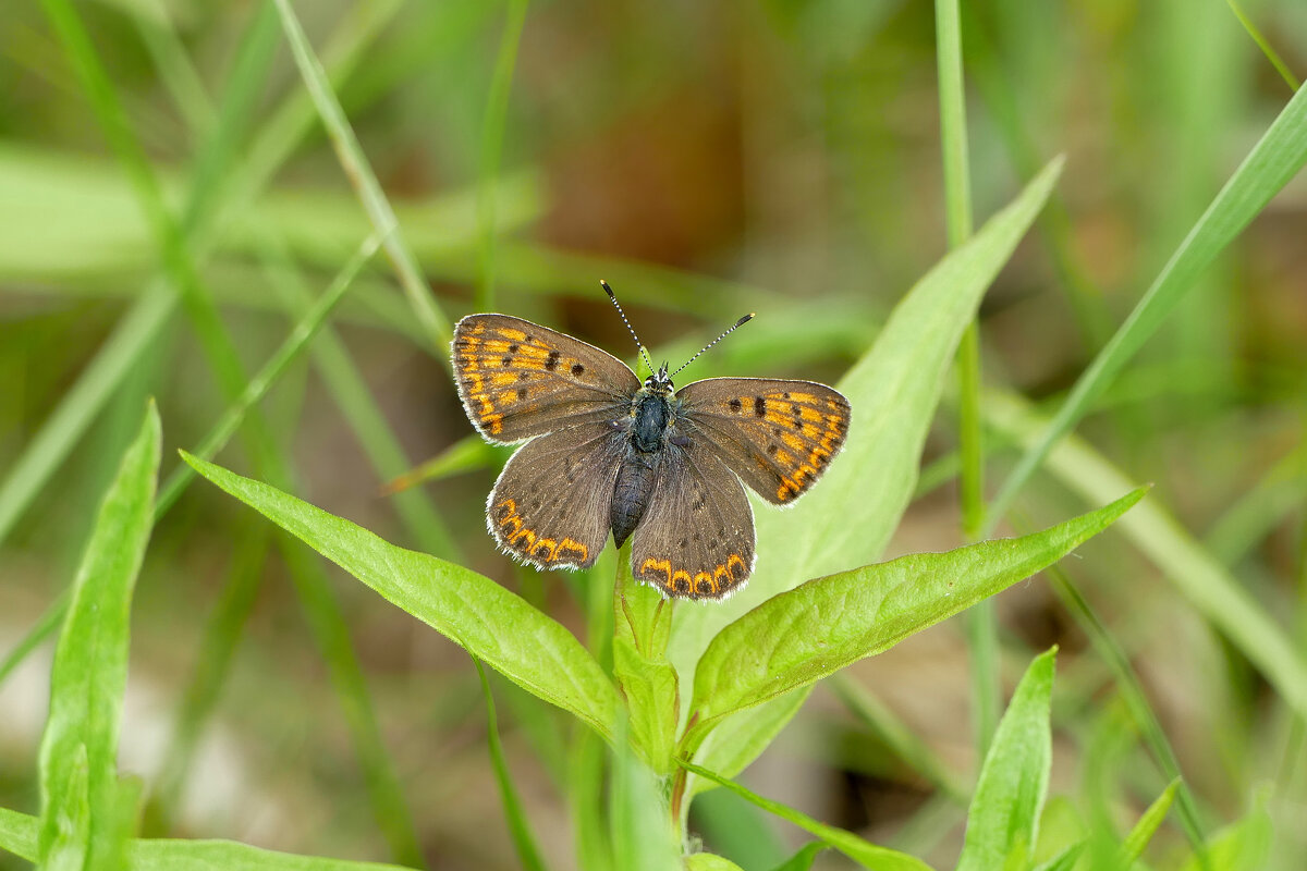 опять про бабочек 7 - Александр Прокудин опять про бабочек 7 - Александр Прокудин