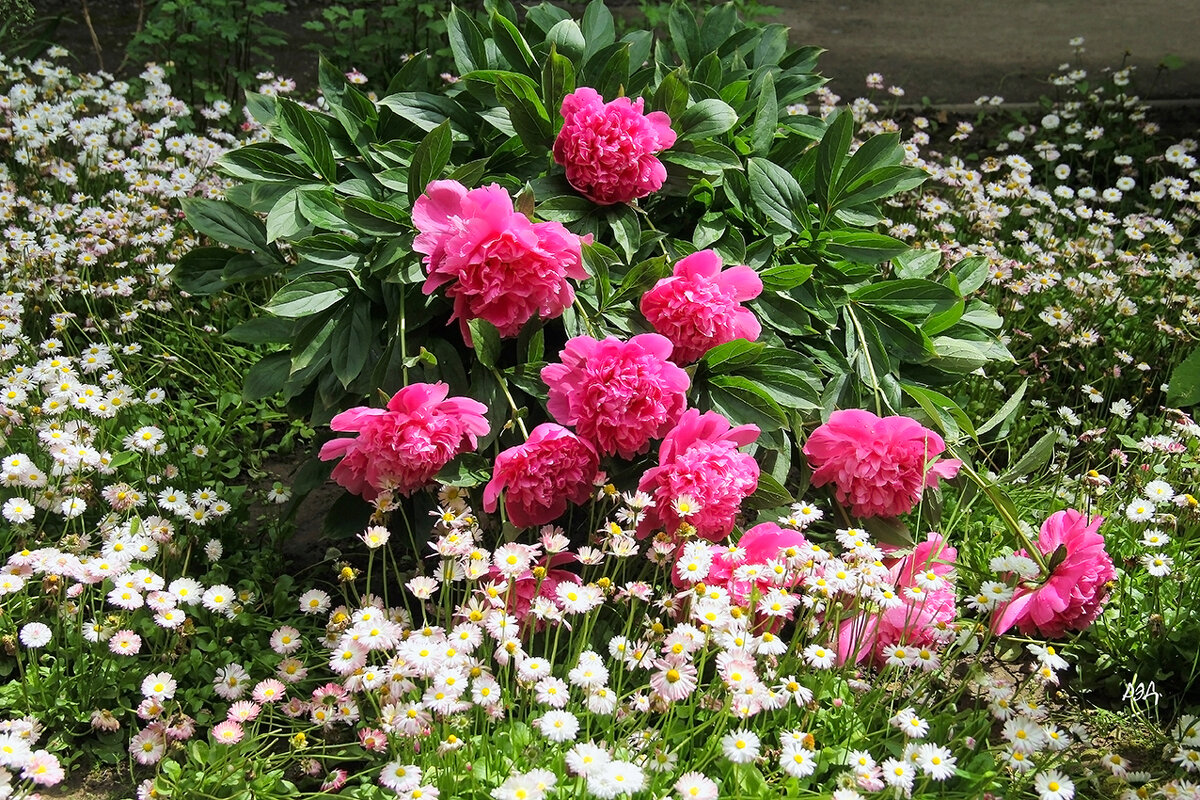 *** - Роланд Дубровский