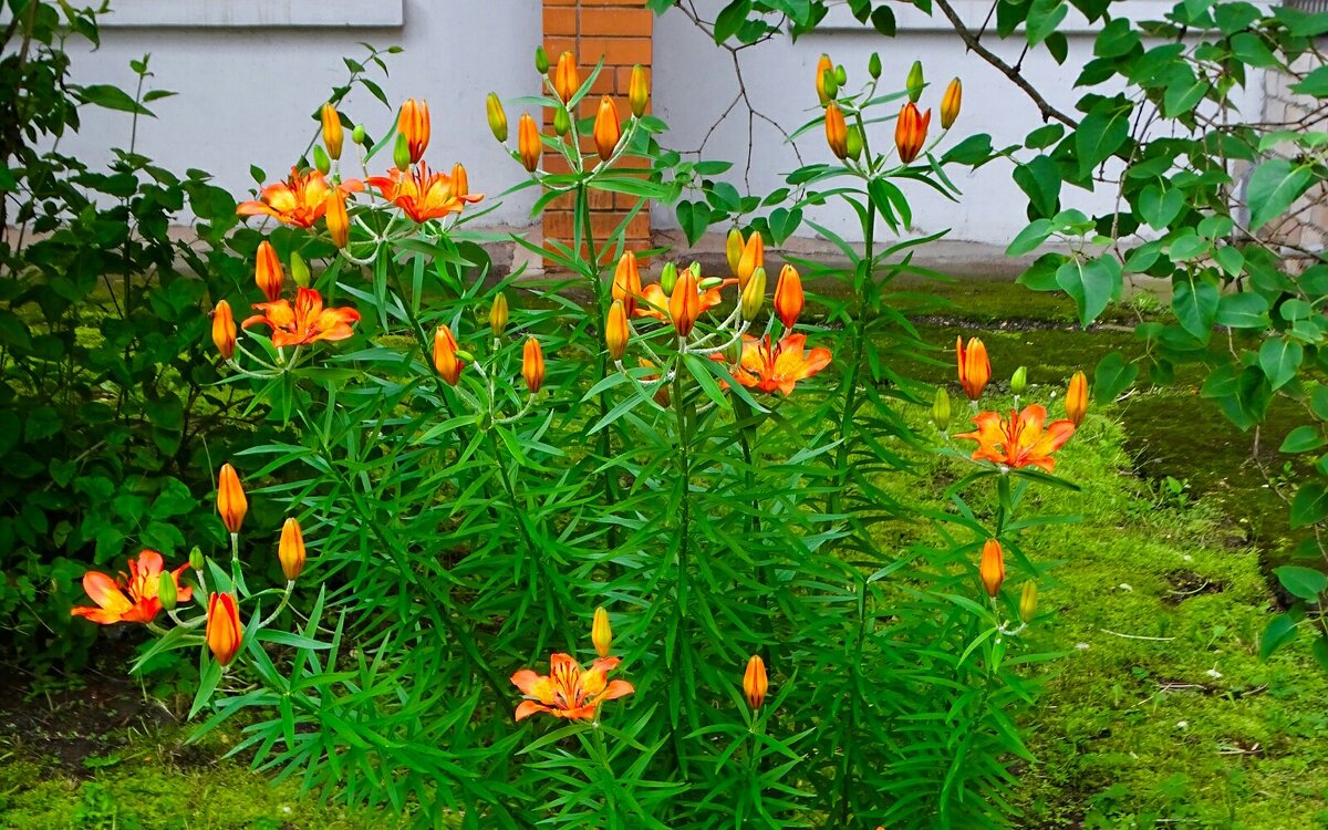 Городские цветы - Милешкин Владимир Алексеевич 