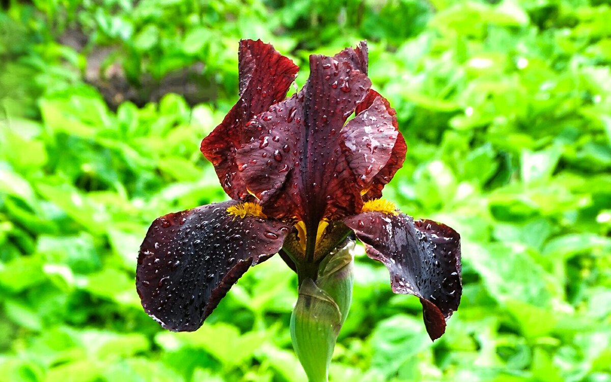 Природная красота цветов. - Милешкин Владимир Алексеевич 