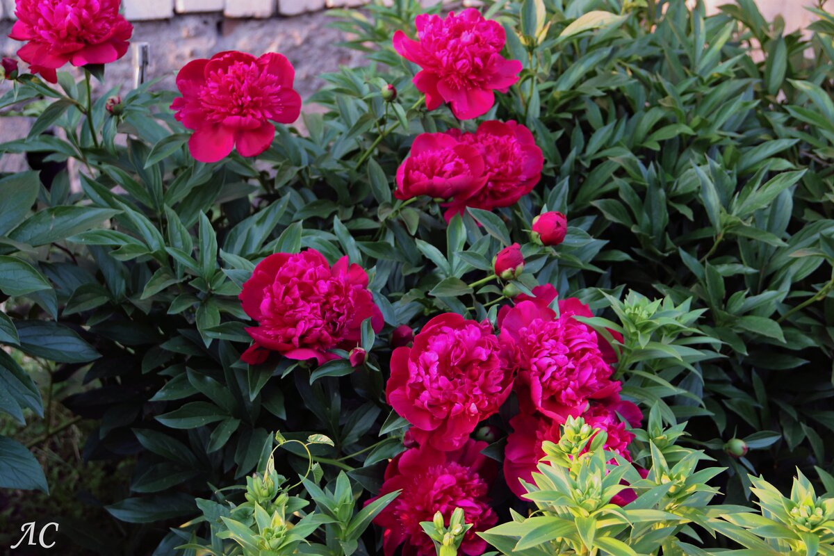 Благоухание пионов - Любовь Сахарова Благоухание пионов - Любовь Сахарова