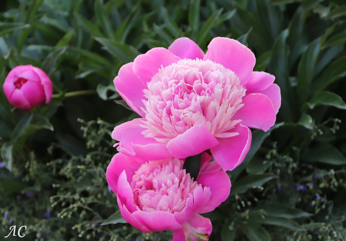 Розовые пионы - Любовь Сахарова