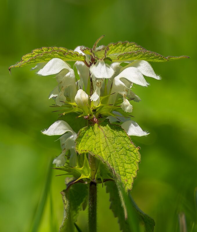Яснотка белая - Игорь Сикорский