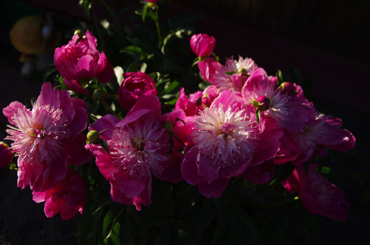 Розовые пионы - Сергей Швечков