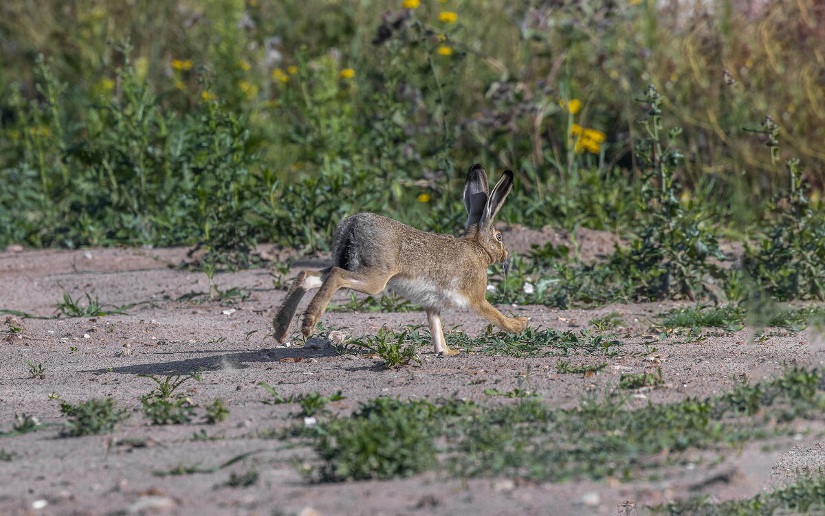 русак - юрий макаров