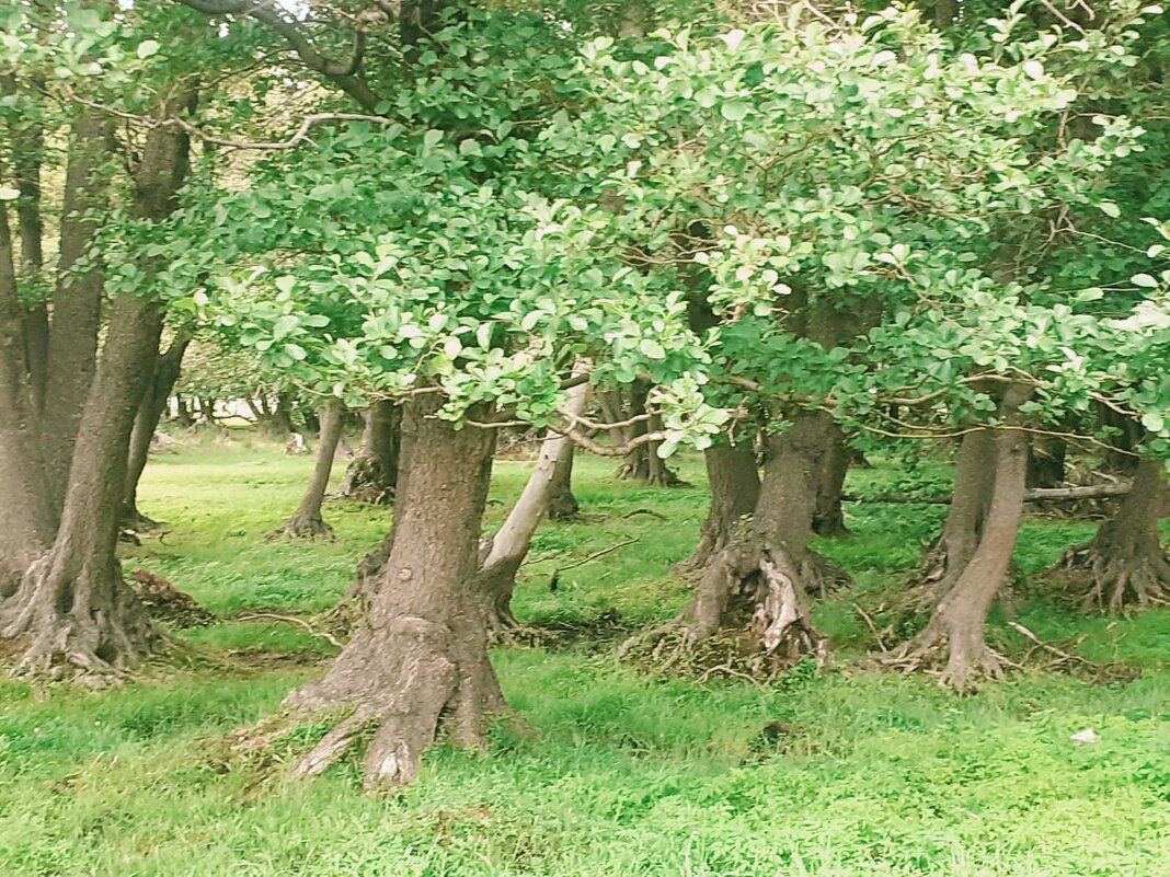 Черная ольха - Георгиевич 