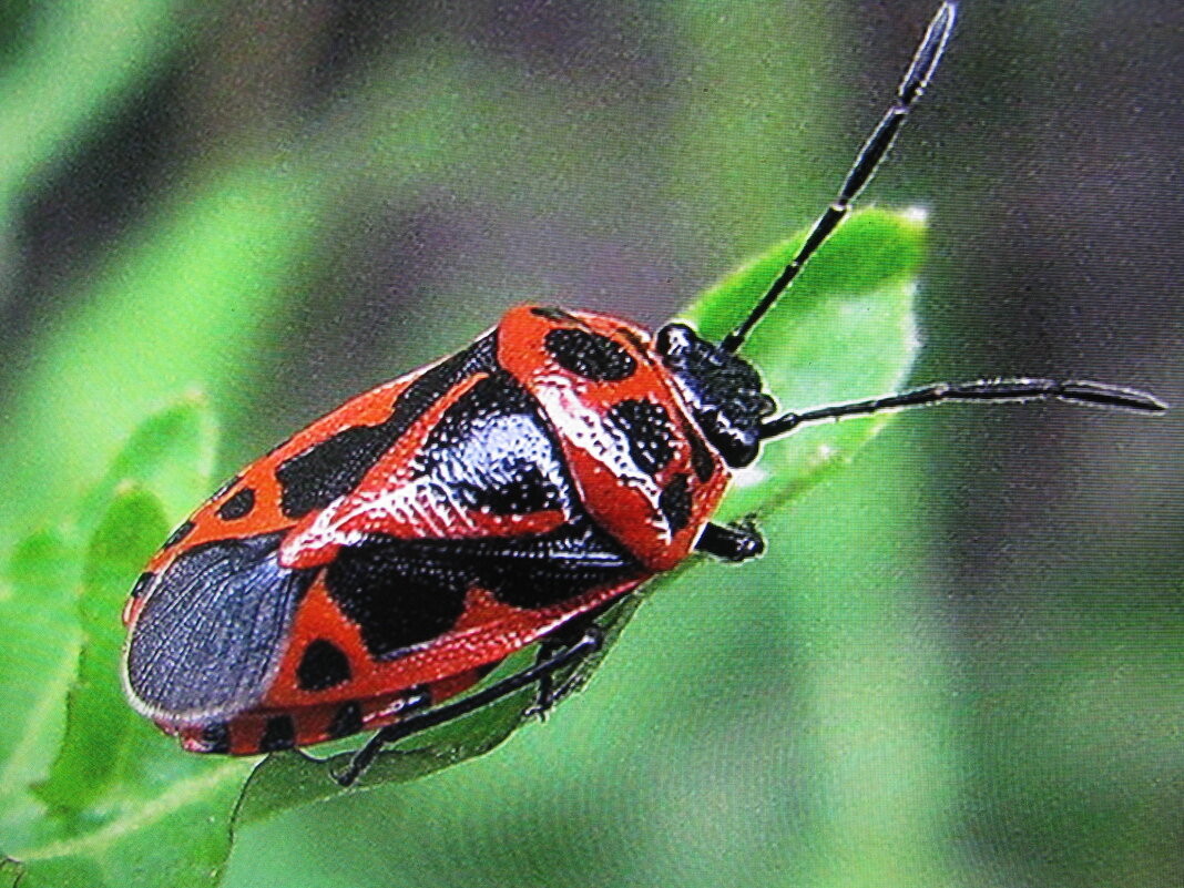 Красавчик - Людмила Смородинская