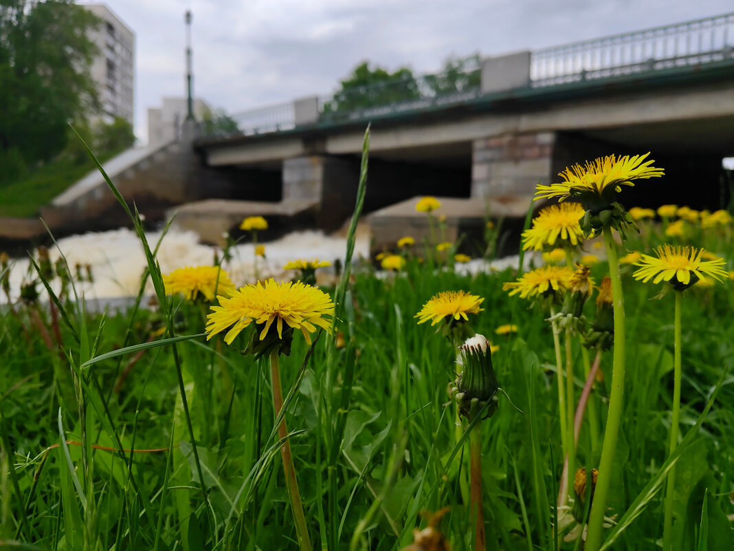 Жёлтый - tipchik 