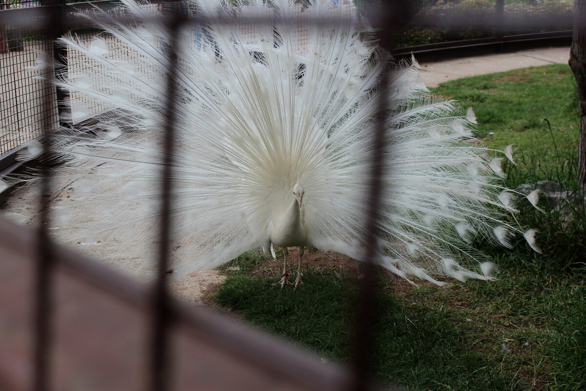 Белый павлин - Марсель Валеев
