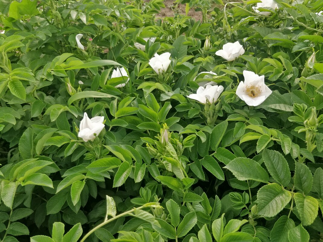 Шиповник - Андрей Хлопонин