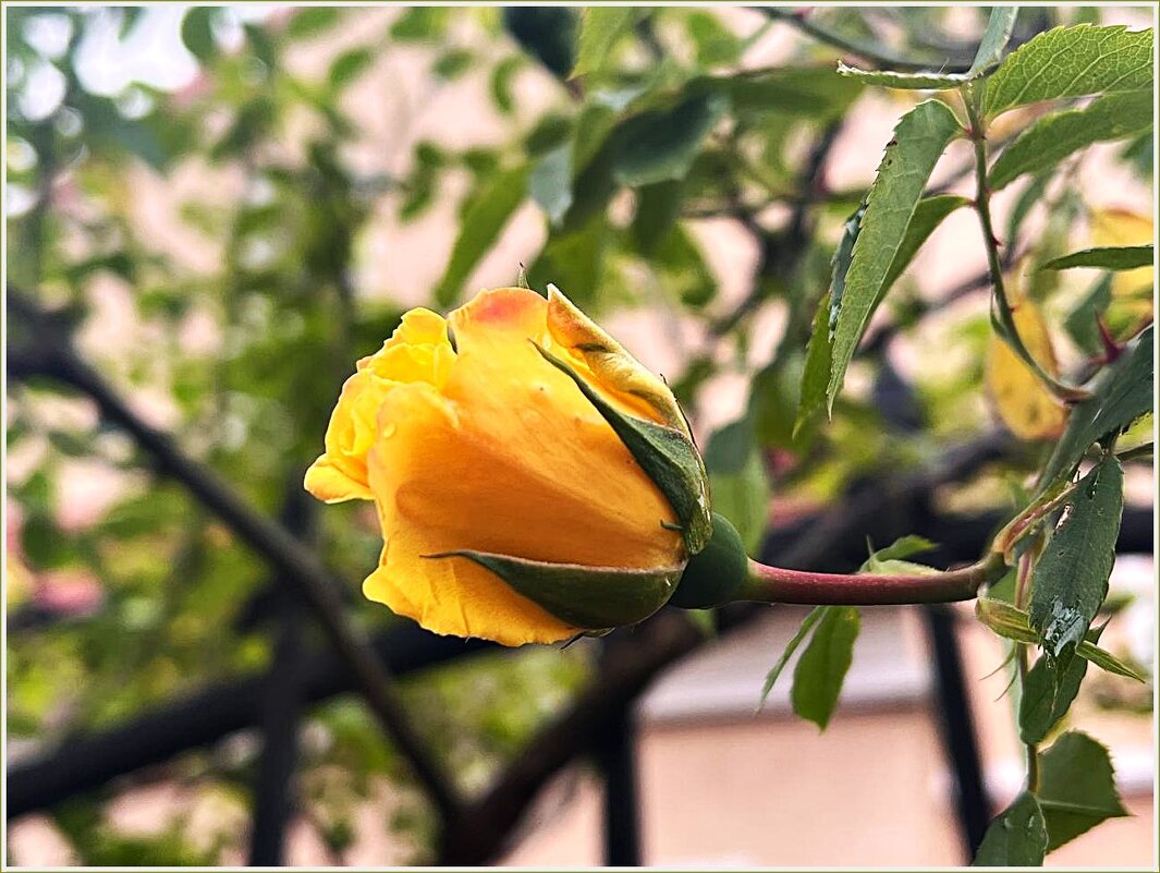 Бутон. - Валерия Комова