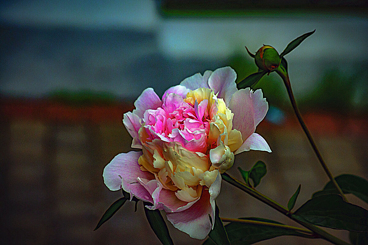 Фотозарисовка - Владимир Кроливец Фотозарисовка - Владимир Кроливец