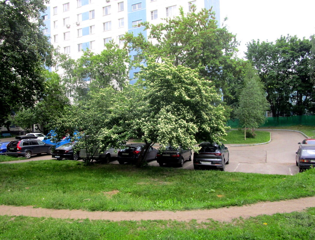 Городские зарисовки. - Ольга Довженко