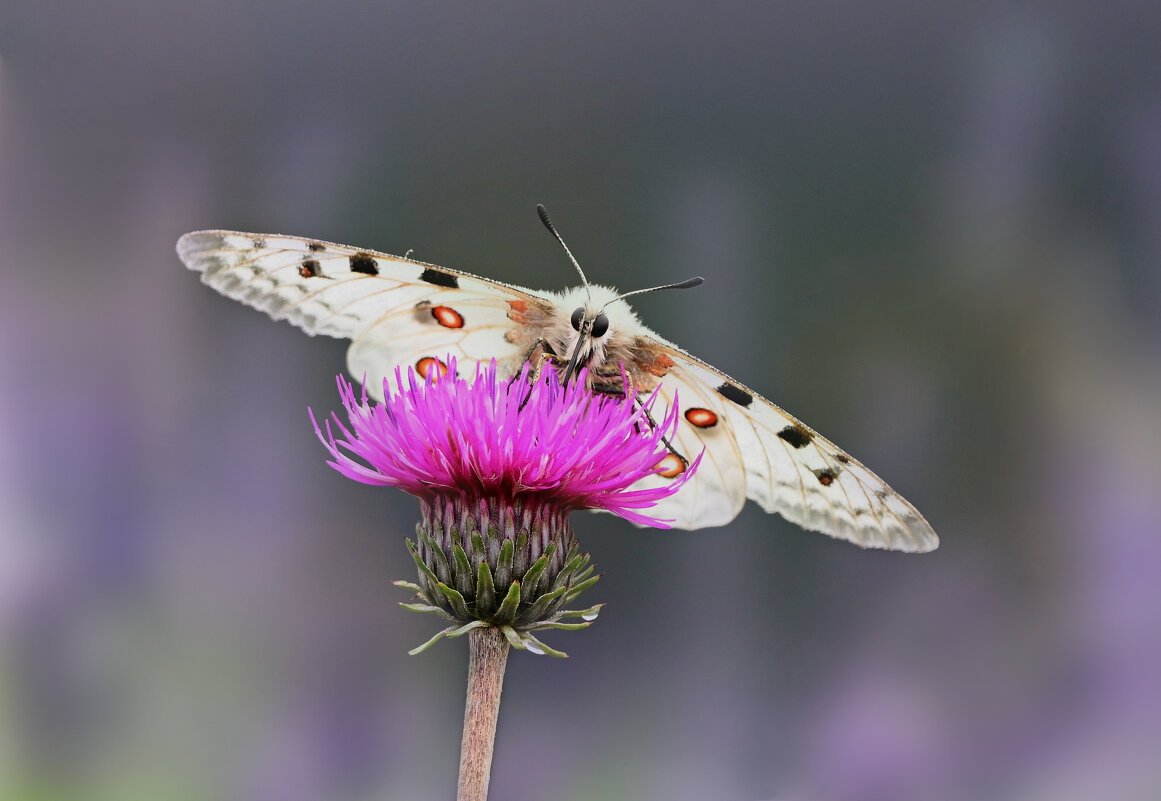 Аполлон. - Лилия .
