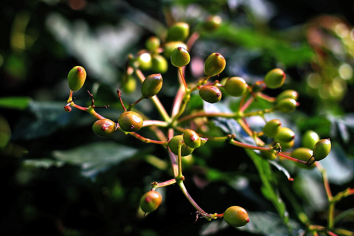 Скоро созреют - Юрий Гайворонскiий